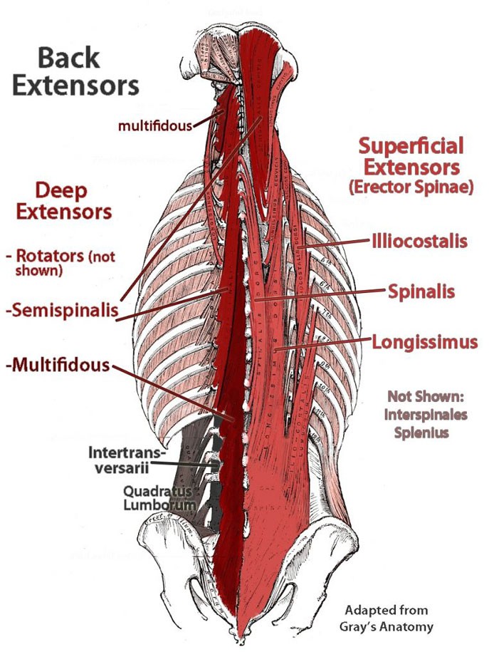diagram showing paraspinal muscles associated with lower back pain