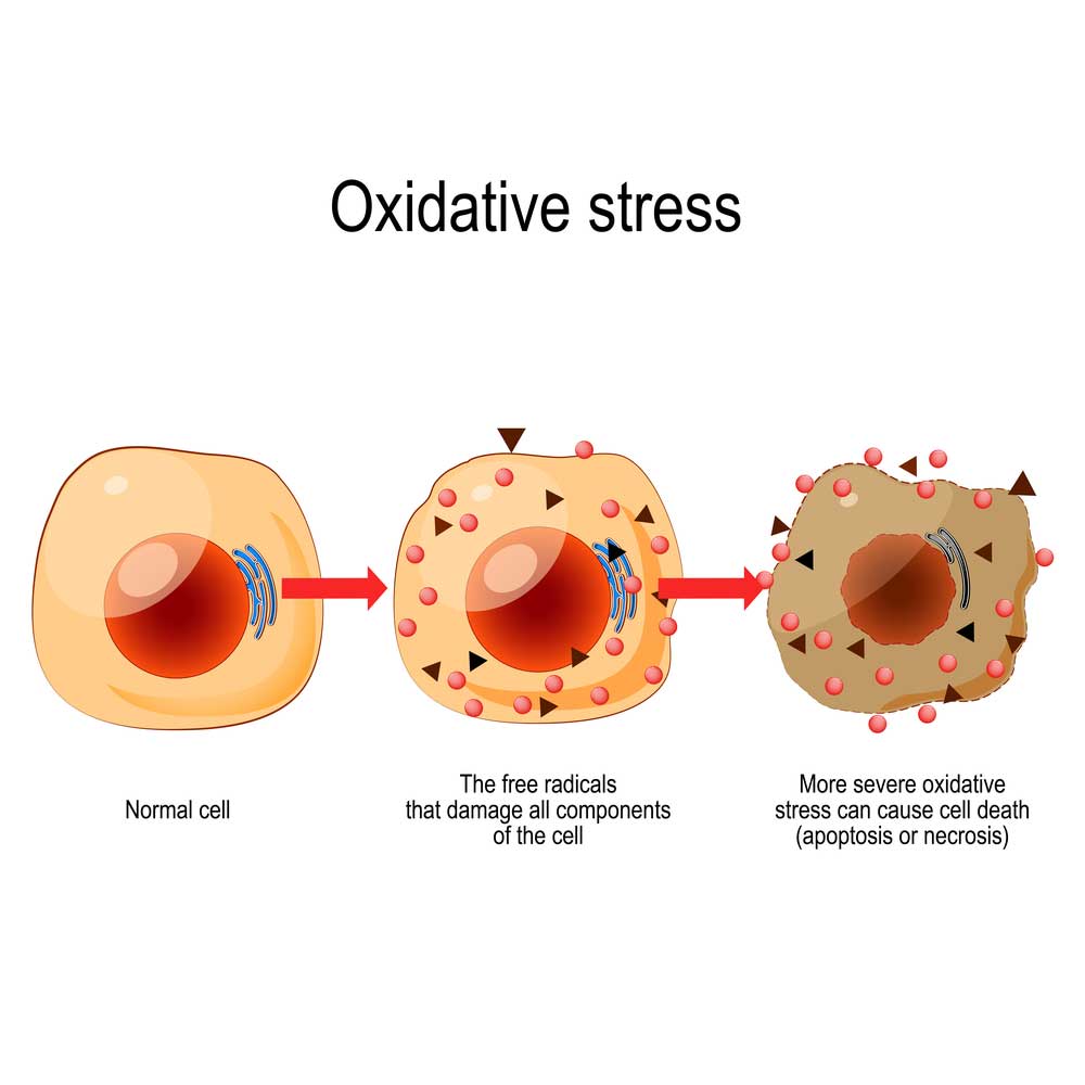 image of cell suffering from oxidative stress cryotherapy helps